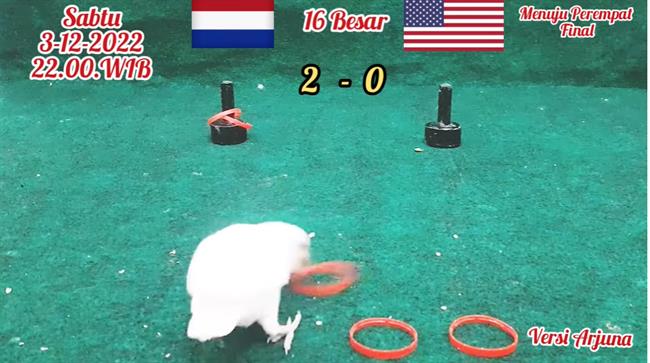 Vẹt Arjuna dự đoán kết quả trận Hà Lan vs Mỹ Vet Arjuna du doan ket qua tran Ha Lan vs My