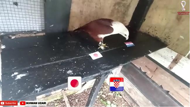 Đại bàng tiên tri dự đoán kết quả trận Nhật Bản vs Croatia dai bang tien tri du doan ket qua tran Nhat Ban vs Croatia