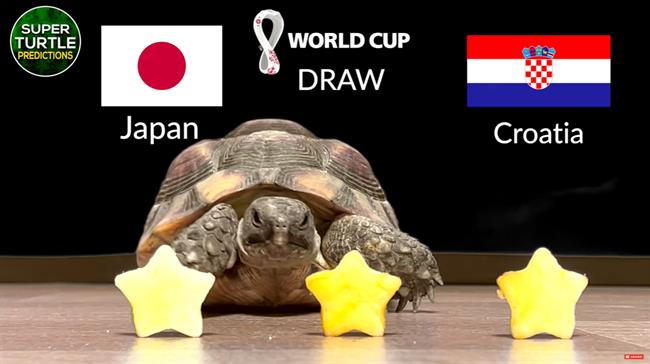 Rùa tiên tri dự đoán thế nào về trận Croatia vs Nhật Bản?