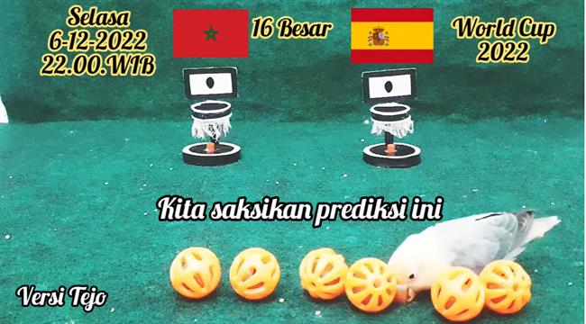 Chim thần dự đoán kết quả trận Morocco vs Tây Ban Nha