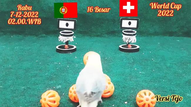 Chim than du doan cap dau Bo dao Nha vs Thuy Si