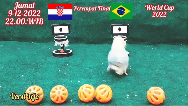Chim thần dự đoán kết quả trận Croatia vs Brazil