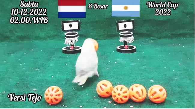 Chim thần dự đoán thế nào về trận Argentina vs Hà Lan?