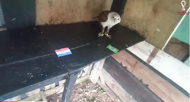 Đại bàng Romeo dự đoán thế vào về cặp đấu Croatia vs Brazil?