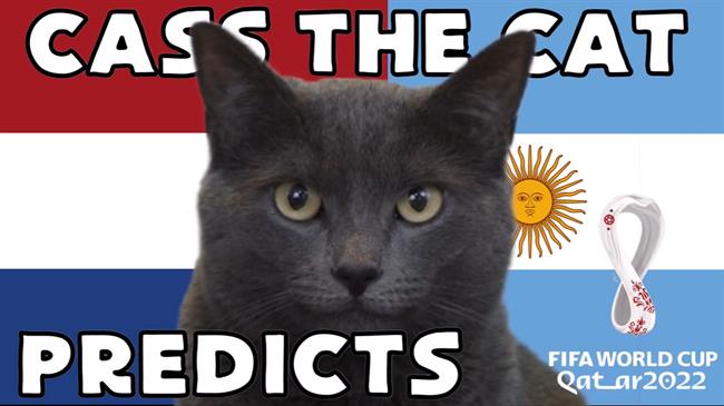 Mèo tiên tri đã trở lại, dự đoán trận Hà Lan vs Argentina