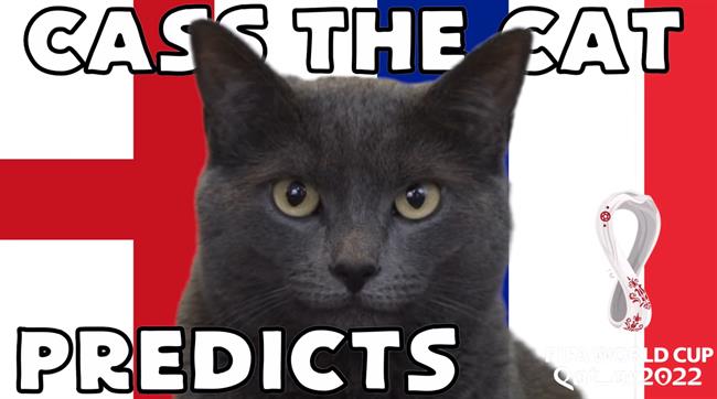 Mèo tiên tri dự đoán thế nào về cặp đấu Anh vs Pháp?