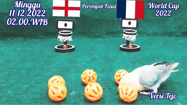 Chim thần dự đoán có bất ngờ ở trận Anh vs Pháp