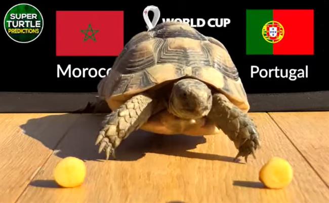 Thần Rùa dự đoán thế nào về cặp đấu chênh lệch Morocco vs Bồ Đào Nha?