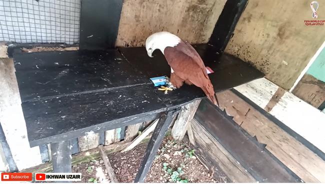 Đại bàng Romeo dự đoán kết quả trận Argentina vs Pháp dai bang Romeo du doan ket qua tran Argentina vs Phap