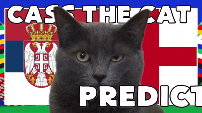Mèo tiên tri trổ tài dự đoán trận Serbia vs Anh