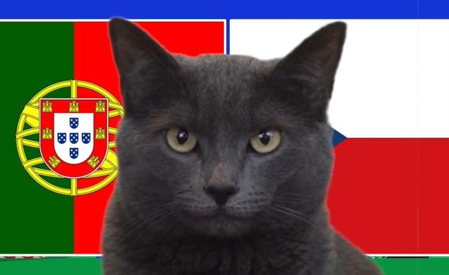 Ngỡ ngàng kết quả dự đoán trận Bồ Đào Nha gặp Séc của mèo tiên tri
