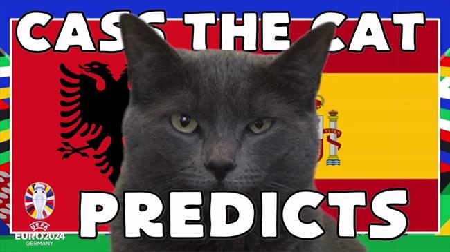 Mèo tiên tri Cass dự đoán kết quả trận Albania và Tây Ban Nha