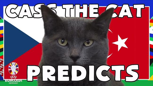 Dự đoán kết quả trận Séc và Thổ Nhĩ Kỳ của mèo tiên tri Cass