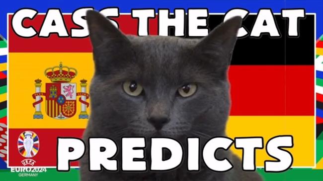 Mèo tiên tri Cass dự đoán trận Tây Ban Nha và Đức