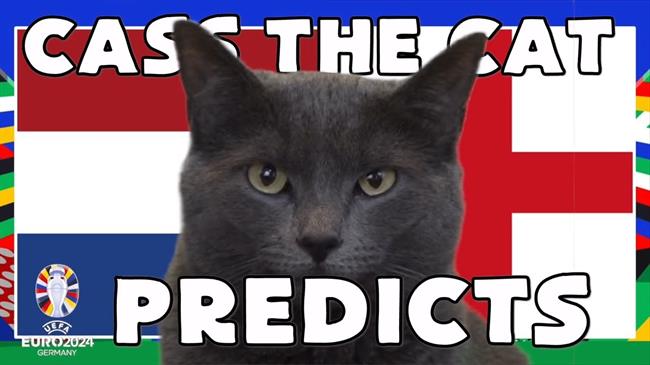 Mèo tiên tri dự đoán kết quả trận Hà Lan - Anh