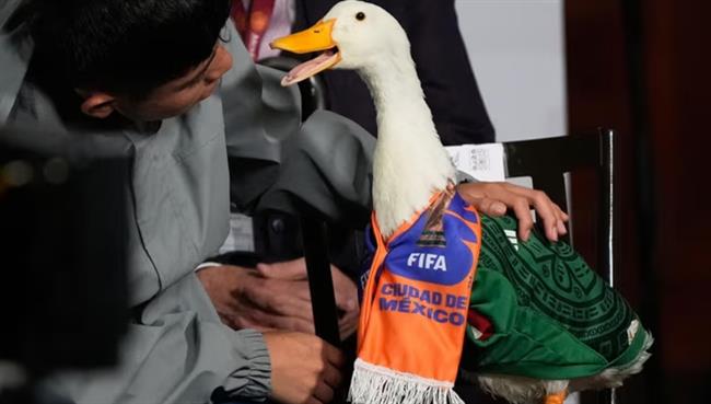 Một con vịt bị FIFA cấm vào xem World Cup 2026