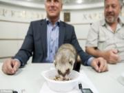 Từ bạch tuộc Paul đến "tiên tri" chuột Fred