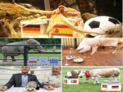 EURO dưới góc nhìn tiên tri: Dưới cái bóng... bạch tuộc Paul