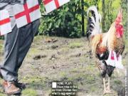 EURO 2012: Bùng nổ nhà tiên tri