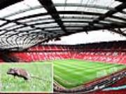 Sân Old Trafford bị... chuột tấn công: Nhà hát những giấc mơ hay... thùng rác?