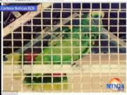 Vẹt cưng nhảy nhót mừng Falcao lần đầu lập công cho Man Utd