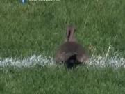 Cảnh tượng thú vị: Chim ăn vạ trên sân