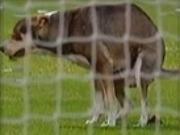 Chó vào sân "ị bậy" làm loạn trận đấu