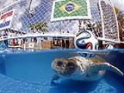 Thay bạch tuộc Paul, rùa tiên tri lên ngôi ở World Cup