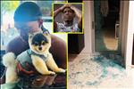VIDEO: Daniel Sturridge bị trộm chó ở Los Angeles