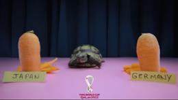 Thần Rùa và Đại bàng dự đoán kết quả trận Đức vs Nhật Bản