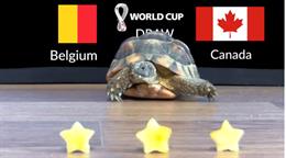 Mèo tiên tri, Rùa thần, Đại bàng dự đoán kết quả trận Bỉ vs Canada