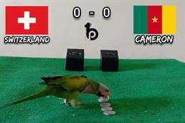 Đến lượt vẹt tiên tri dự đoán trận Thụy Sĩ vs Cameroon