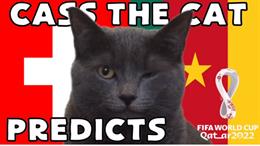 Mèo tiên tri dự đoán có bất ngờ ở trận Thụy Sĩ vs Cameroon