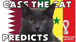 Mèo tiên tri dự đoán kết quả trận Qatar vs Senegal