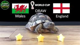 Rùa tiên tri dự đoán kết quả trận Xứ Wales vs Anh