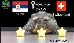 Rùa tiên tri dự đoán thế nào về kết quả trận Serbia vs Thụy Sĩ?