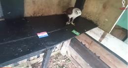 Đại bàng Romeo dự đoán thế vào về cặp đấu Croatia vs Brazil?