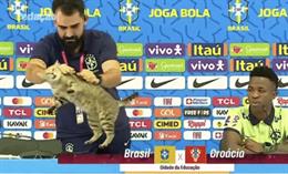 Loạt ảnh chế sau thất bại của Brazil trước Croatia