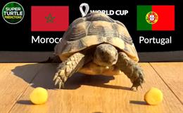 Thần Rùa dự đoán thế nào về cặp đấu chênh lệch Morocco vs Bồ Đào Nha?