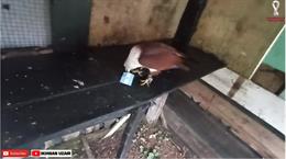 Đại bàng dự đoán kết quả trận Argentina vs Croatia