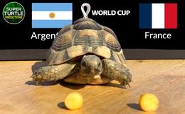 Thần Rùa dự đoán trận chung kết World Cup Argentina vs Pháp