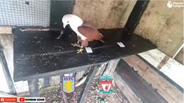 Đại bàng Romeo dự đoán kết quả trận Aston Villa vs Liverpool