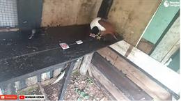 Đại bàng tiên tri dự đoán thế nào về trận Arsenal vs West Ham?