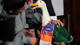 Một con vịt bị FIFA cấm vào xem World Cup 2026